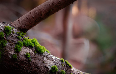 Green moss on tree, closeup