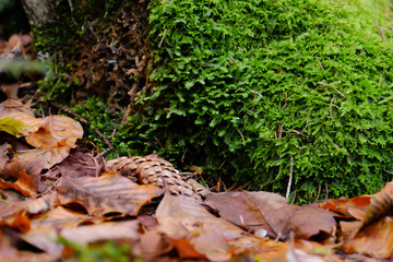 Moss on forest tree