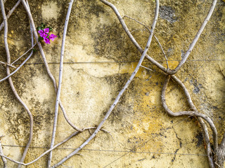 Botanical garden, Bougainvillea, Portugal, Madeira, Funchal
