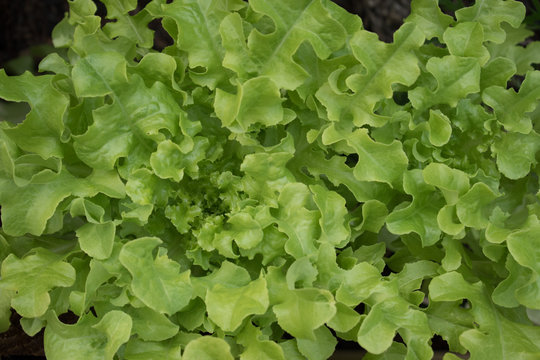 Butter Lettuce