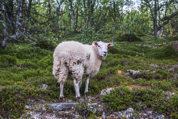 Sheep in mountains of Scandinavia