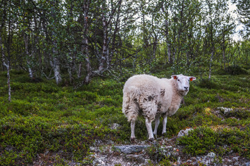 Fototapeta premium Sheep in mountains of Scandinavia