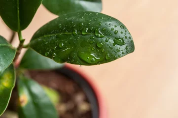 Papier Peint photo Lavable Bonsaï détail goutte de pluie sur feuille de ficus refusa en pot à bonsaï