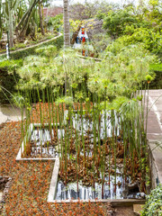 Botanical garden, papyrus plant, Portugal, Madeira, Funchal