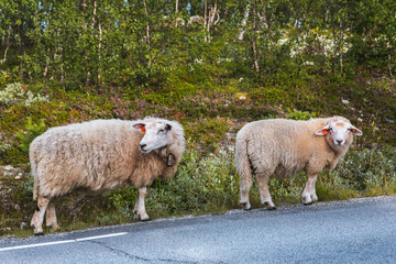 Two sheep on road in mountains of Scandinavia
