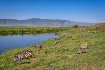 Naklejka premium Zebras grazing on hillside beside the hippo pond, Ngorongoro Crater, Tanzania, East Africa