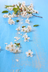 Cherry blossoms on a blue wooden background