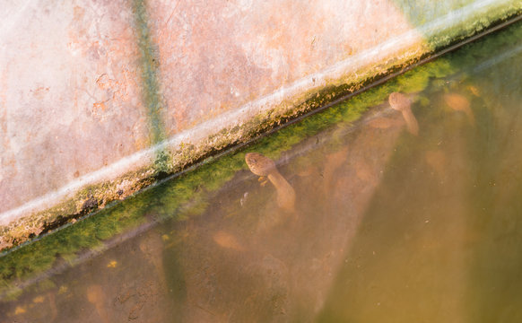 East Asian Bullfrog Tadpole In Pond