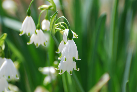 Beautiful Snow Drop Lily Flower in the Wild