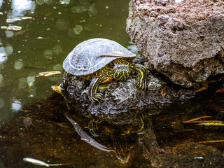 Turtle, Portugal, Madeira, Funchal