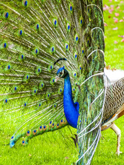 Peacock, Portugal, Madeira, Funchal