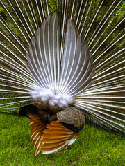 Peacock, Portugal, Madeira, Funchal