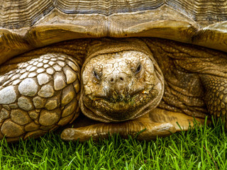 Turtle, Portugal, Madeira, Funchal