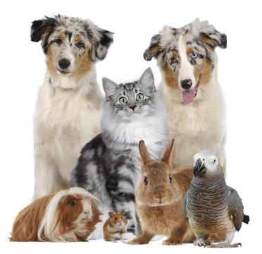 Gemischte Tiergruppe mit Hund,Katze,Nager,Vogel,Kaninchen