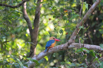 Stork-billed Kingfisher (Pelargopsis capensis) in Borneo, Malaysia - コウハシショウビン