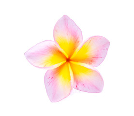 frangipani isolated on white background