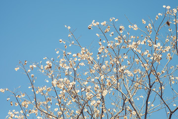 Branch with leaves and dry flower close up in nature  with blue sky background.