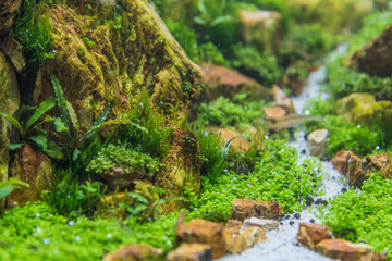  aquarium tank with a variety of aquatic plants.