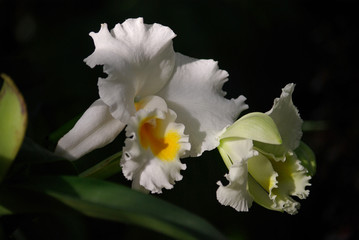 Obraz premium Orchidée blanche à cœur jaune au lever du soleil