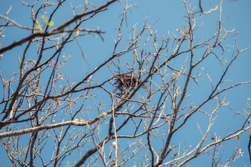  bird's nest waste on Branch tree close up in nature  with blue sky background.