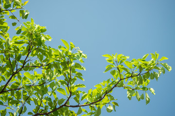 Tree close up in nature  with blue sky background.