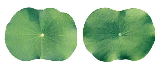 Lotus leaf isolated on white background.