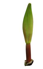 Hippeastrum a beautiful bulbous perennial plant, released the arrow