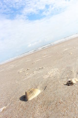 Ocean