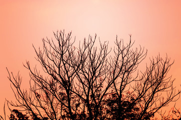 beautiful sunset with dry branch.In the evening, the tree silhouette, very beautiful 