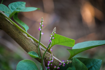 Unknown flowers