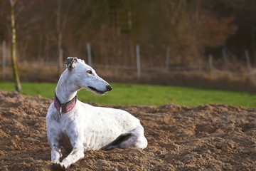 wei&szlig;er Greyhound liegt im Sand