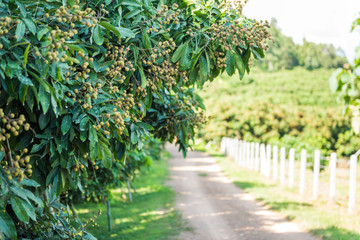 Fototapeta na wymiar Longan orchards - Tropical fruits young longan in Lamphun, Thailand
