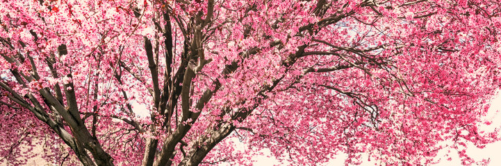 Tree with pink flowers in spring