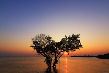 Fototapeta na wymiar Beautiful Silhouette Sunset and Alone Mangrove tree in the shape of heart at tropical island in Indian Ocean. Tree and romantic sunset. Koh Tao popular tourist destination in Thailand. valentine day