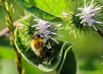 Diestel mit Hummel, Natur, Deutschland