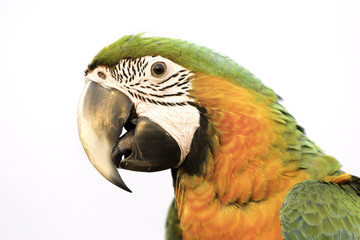 beautiful hybrid macaw headshot on isolated background