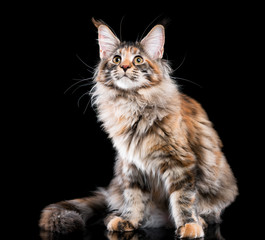 Portrait of domestic tortoiseshell Maine Coon kitten. Fluffy kitty on black background. Close-up studio photo adorable curious young cat looking away.