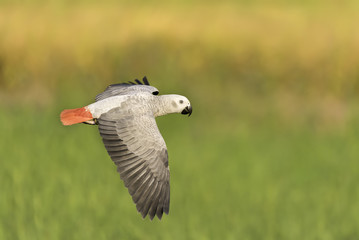 beautiful African Grey flying in rice field