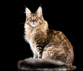 Fototapeta na wymiar Portrait of domestic black tabby Maine Coon kitten. Fluffy kitty on black background. Studio shot beautiful curious young cat looking away.