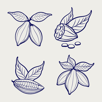 Sketch of cocoa beans and leaves on grey background. Vector illustration