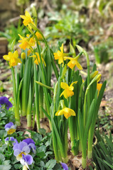 narcisses dans jardin 