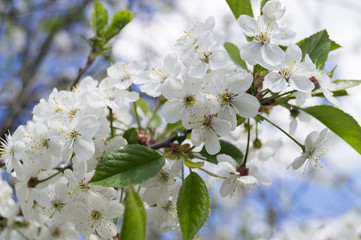 Spring flowering cherry tree