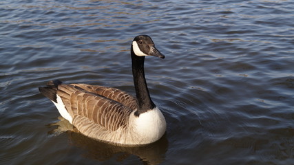 Canadian Goose on a lake