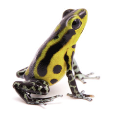 Poison arrow frog, an amphibain with vibrant yelllow.Tropical poisonous rain forest animal, Oophaga pumilio isolated on a white background.