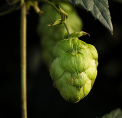 Hopfendolde, Hopfen, Dolde, Pflanze 