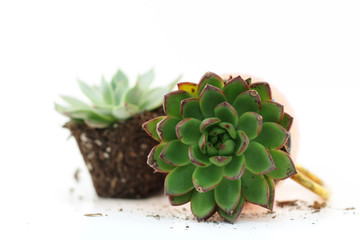Succulent Plants on a isolated white background 