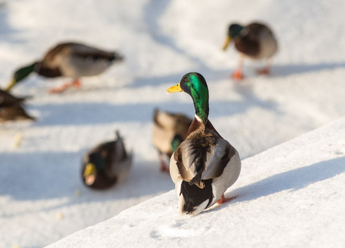 flock of ducks on snow