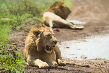 lion in Africa, tanzania