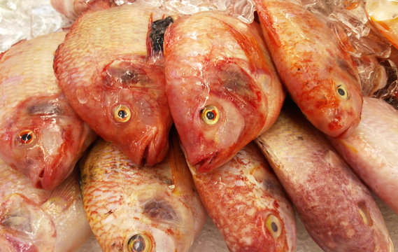 Ornate threadfin bream fish or scientific name known as Nemipterus hexodon frozen in ice. Arrange for sale in the market. 