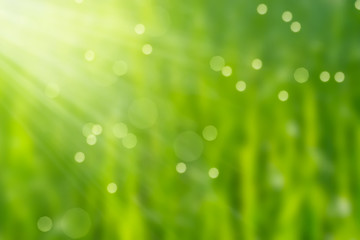 Obraz premium grüner frühling abstrakt unscharfer hintergrund mit sonne und lichtern